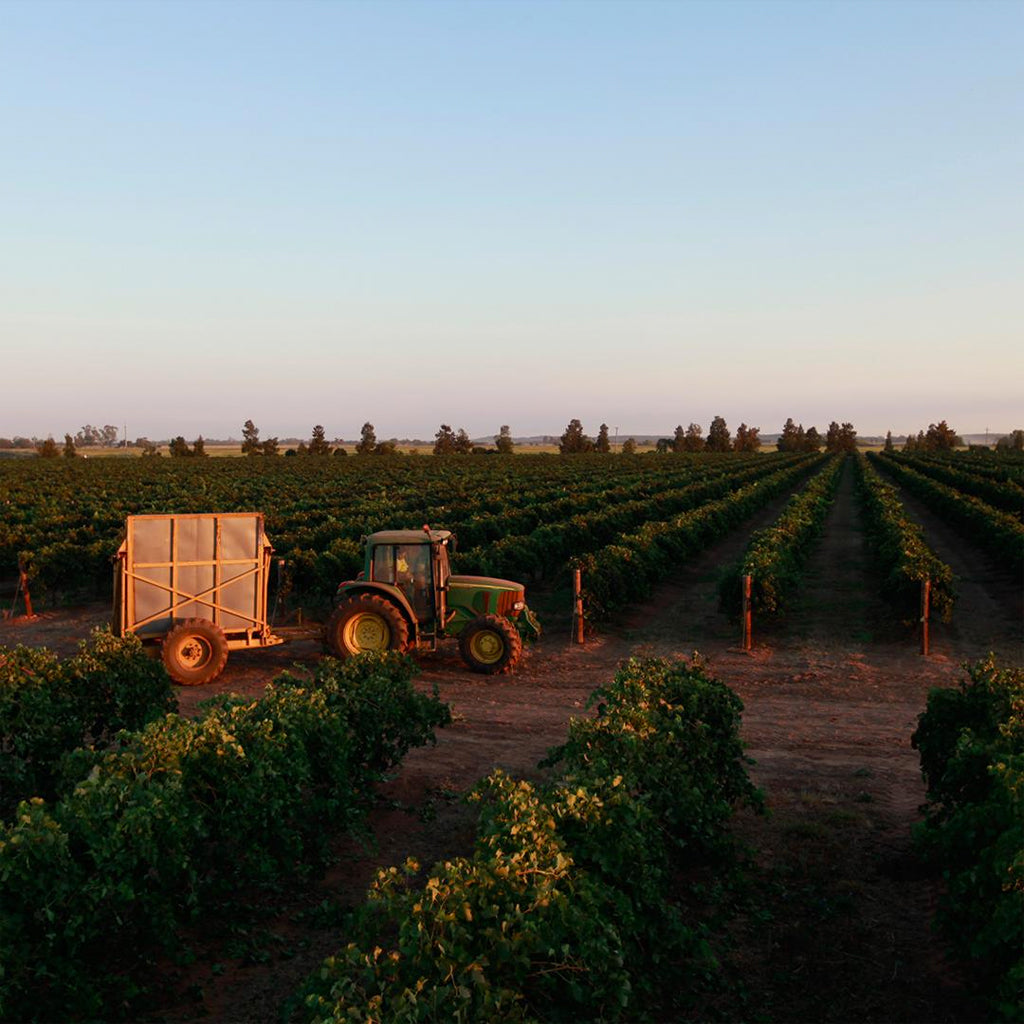 Wines from New South Wales, Australia