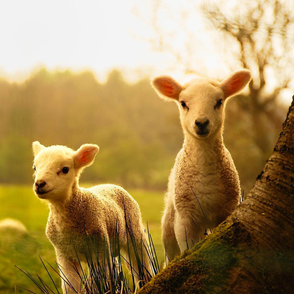 Spring Lambs in the Nelson Vineyards