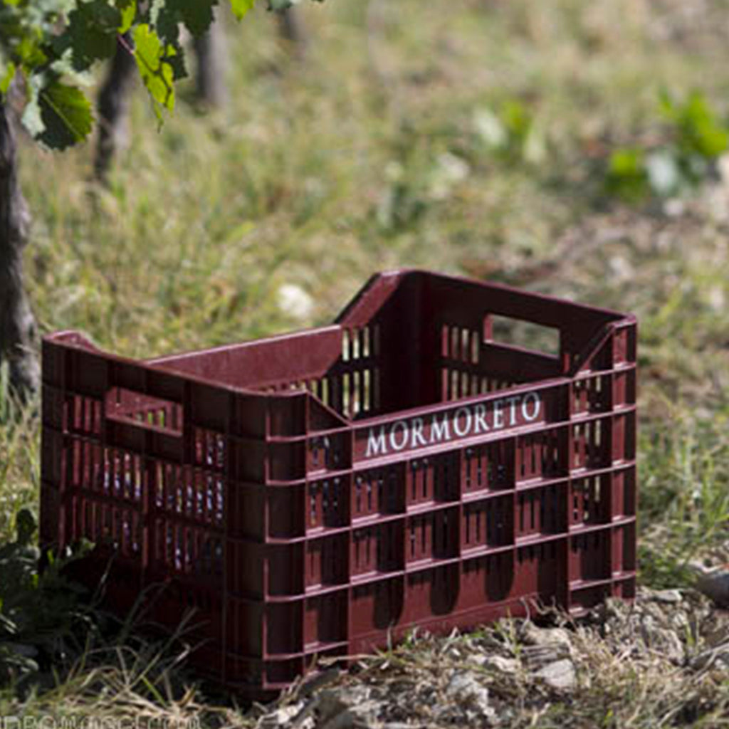 Mormoreto Grape Harvest Basket in Vineyard