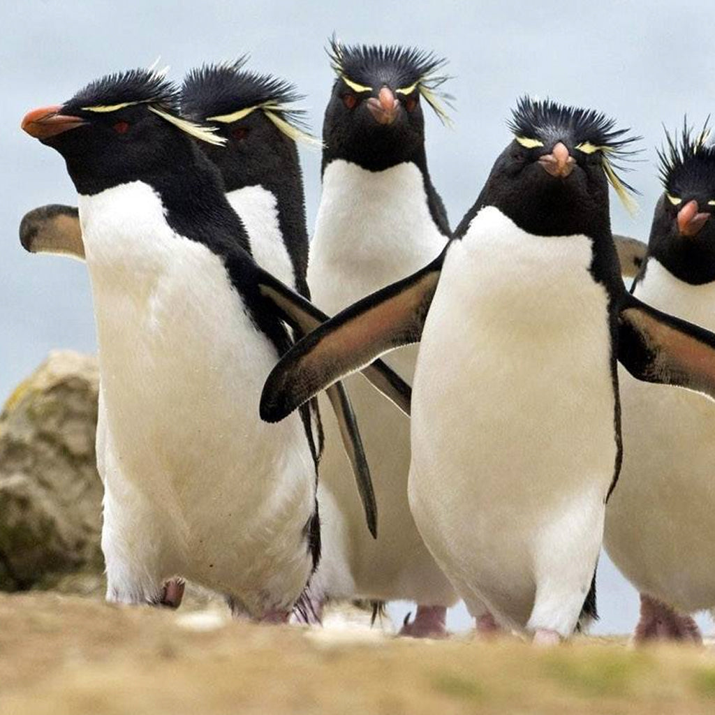 Patagonian Penguins, Argentina