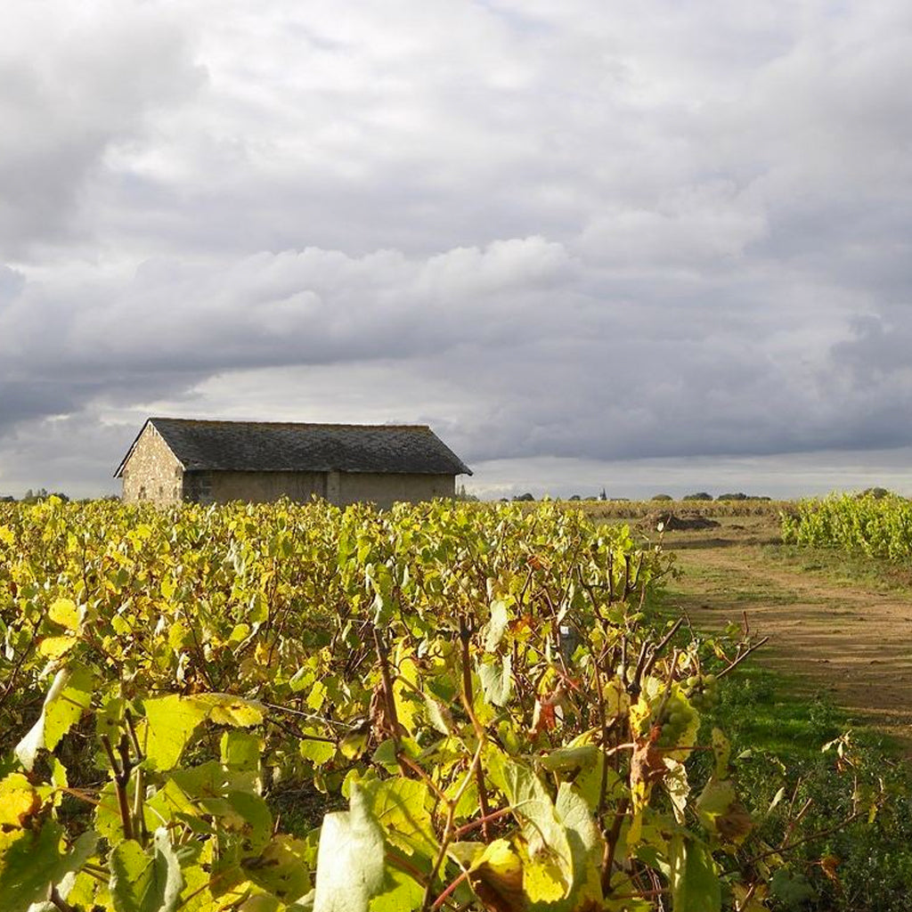 Vineyards in the Pays Nantais