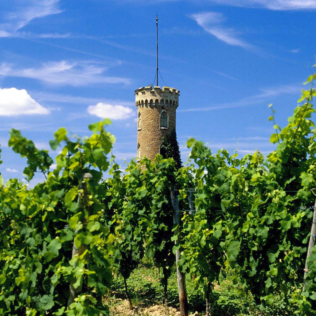 Castle turret vantage point amongst the vines in Rheinhessen