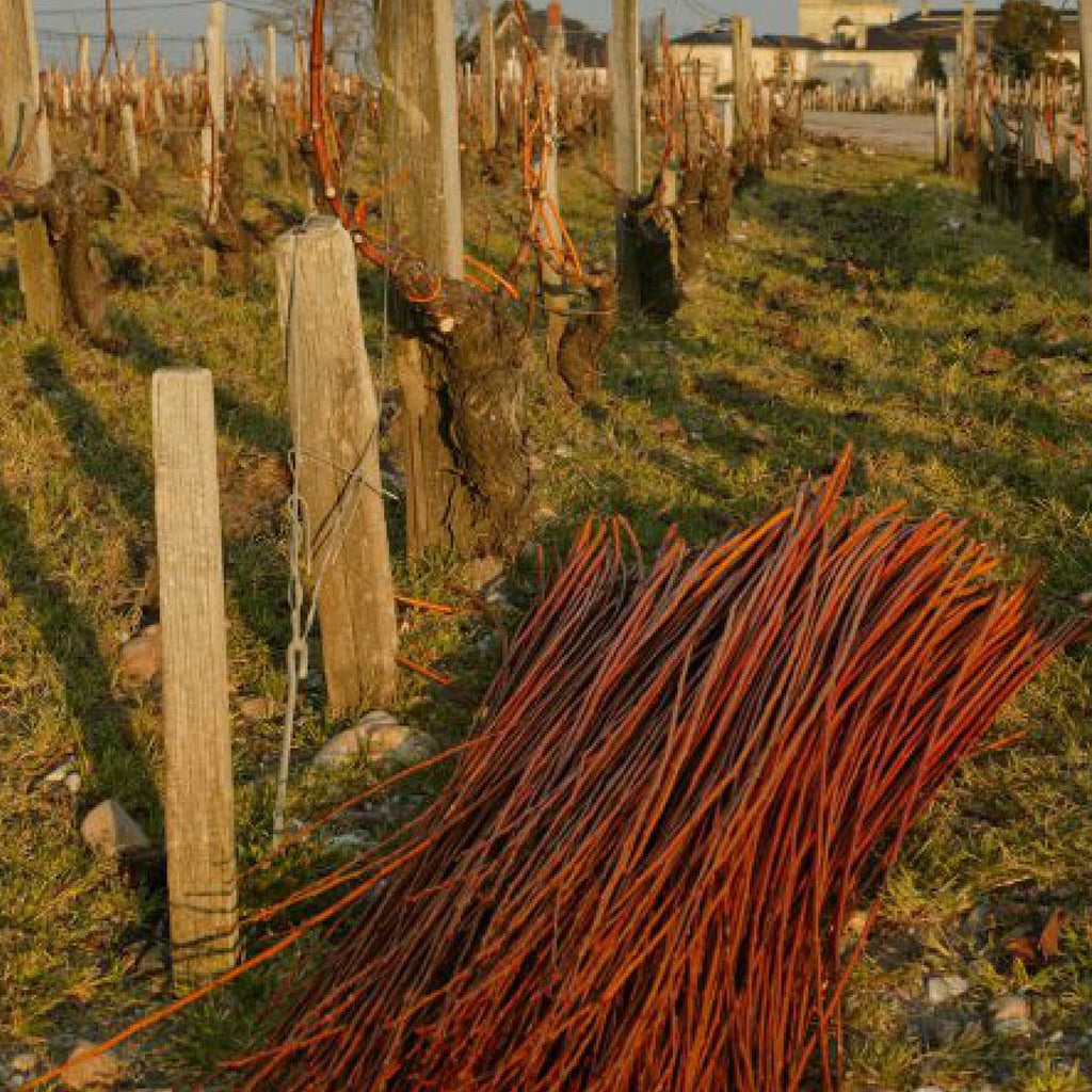 Work in the Saint Julien Vineyards