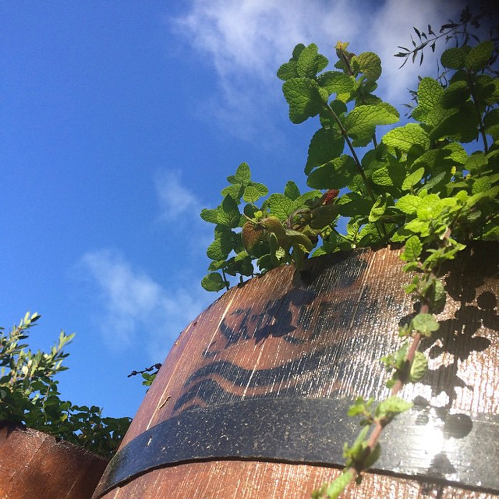 Wine Barrel in Skillogalee's Garden