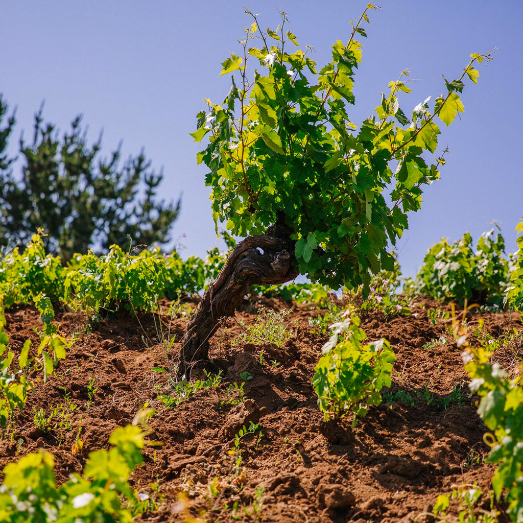Old Vine in Chilean Vineyards