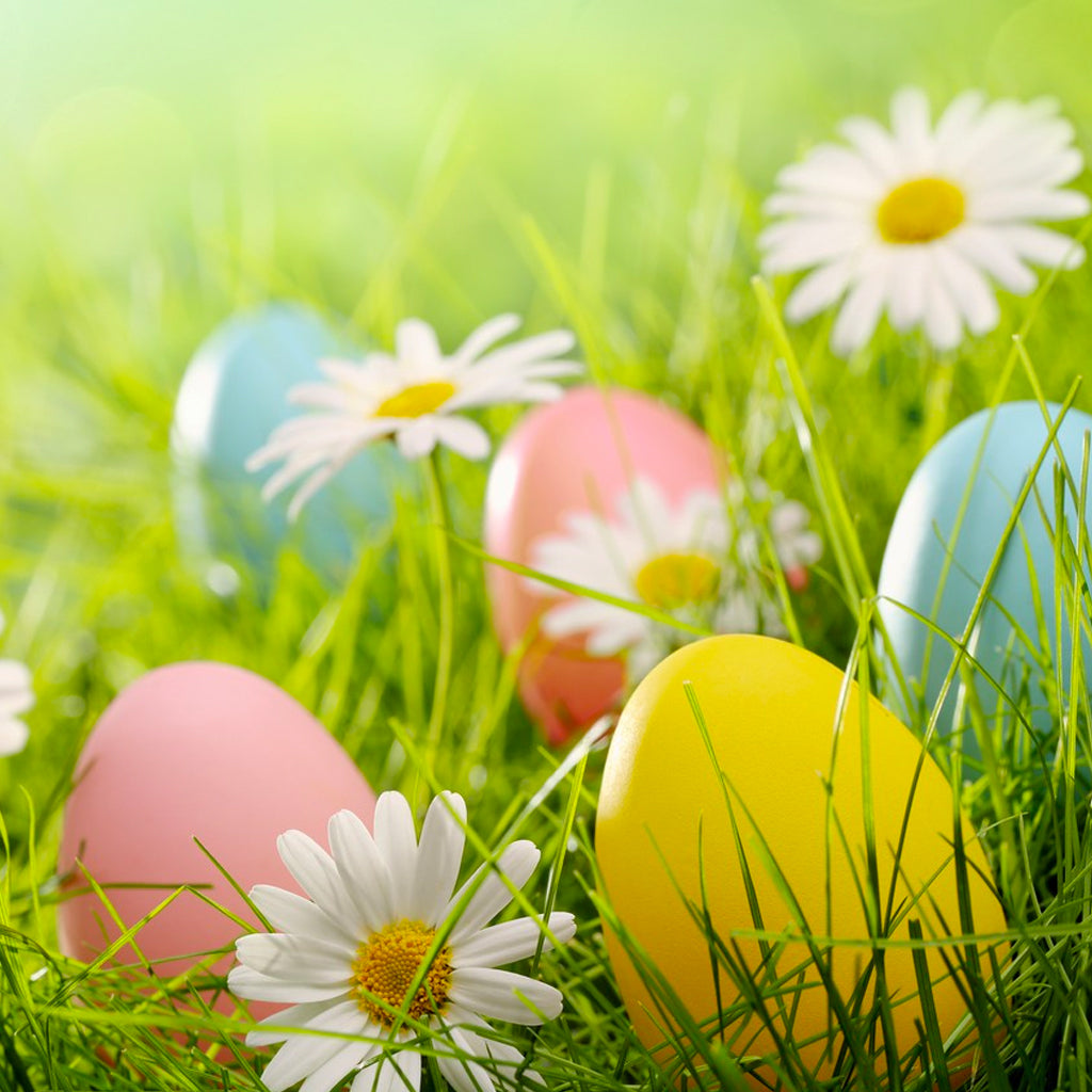 Daisy's & Painted Easter Eggs in the Grass