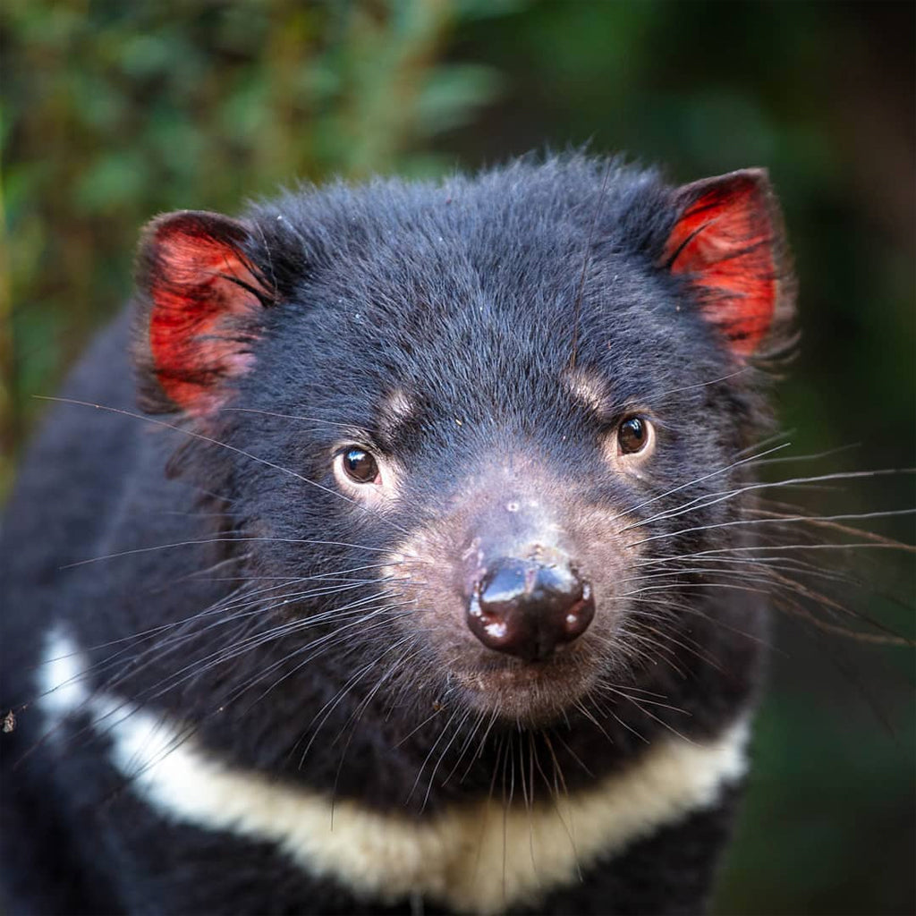 Tasmanian Devil at Home on the island of Tasmania