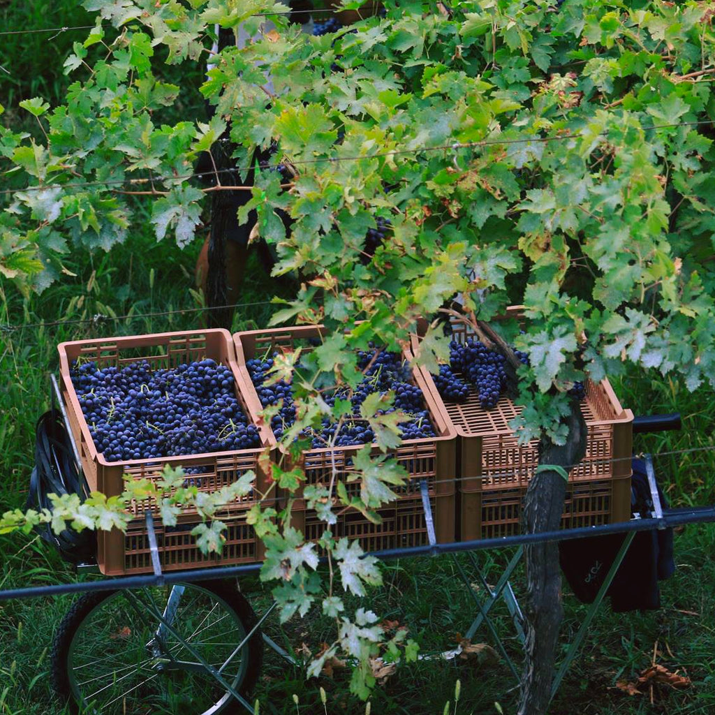 Harvested Corvina Grapes in Valpolicella Vineyard
