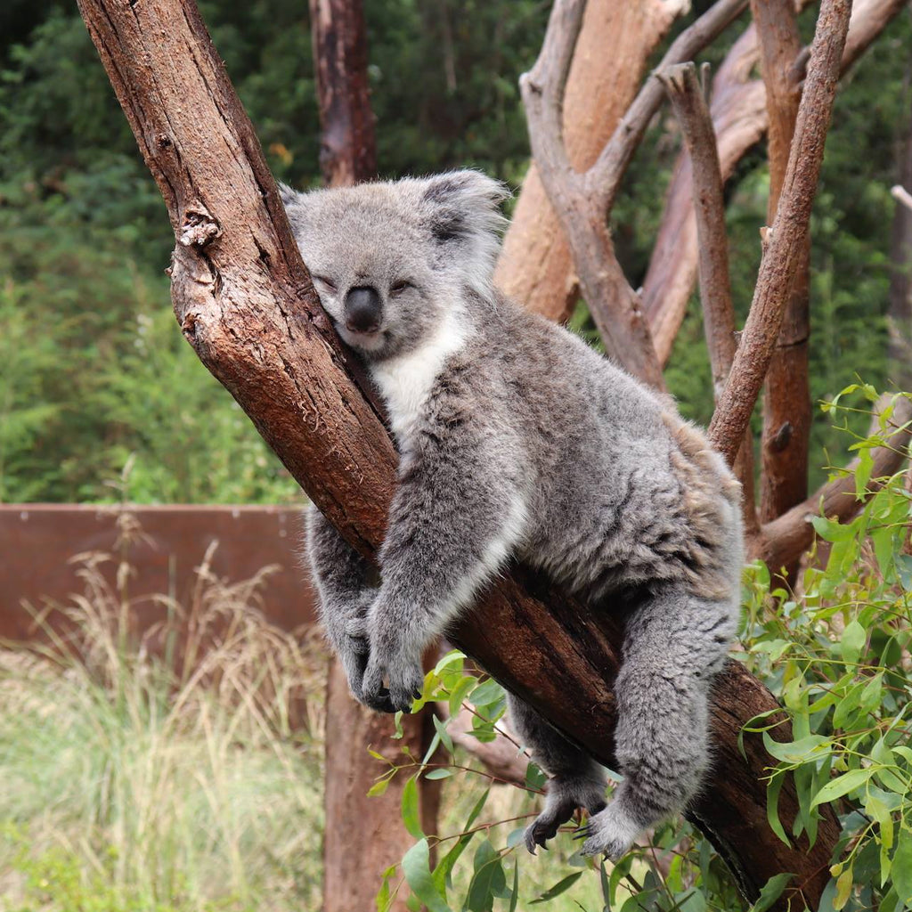 Koala Bear asleep in tree