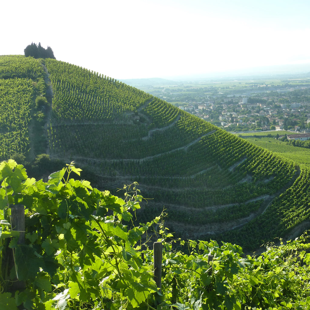 France | The Rhône